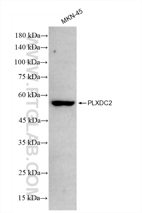 Western Blot (WB) analysis of MKN-45 cells using PLXDC2 Recombinant antibody (83449-4-RR)