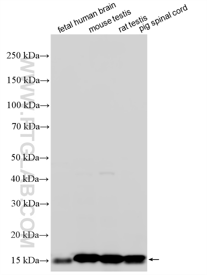 Western Blot (WB) analysis of various lysates using PMP2 Polyclonal antibody (12717-1-AP)