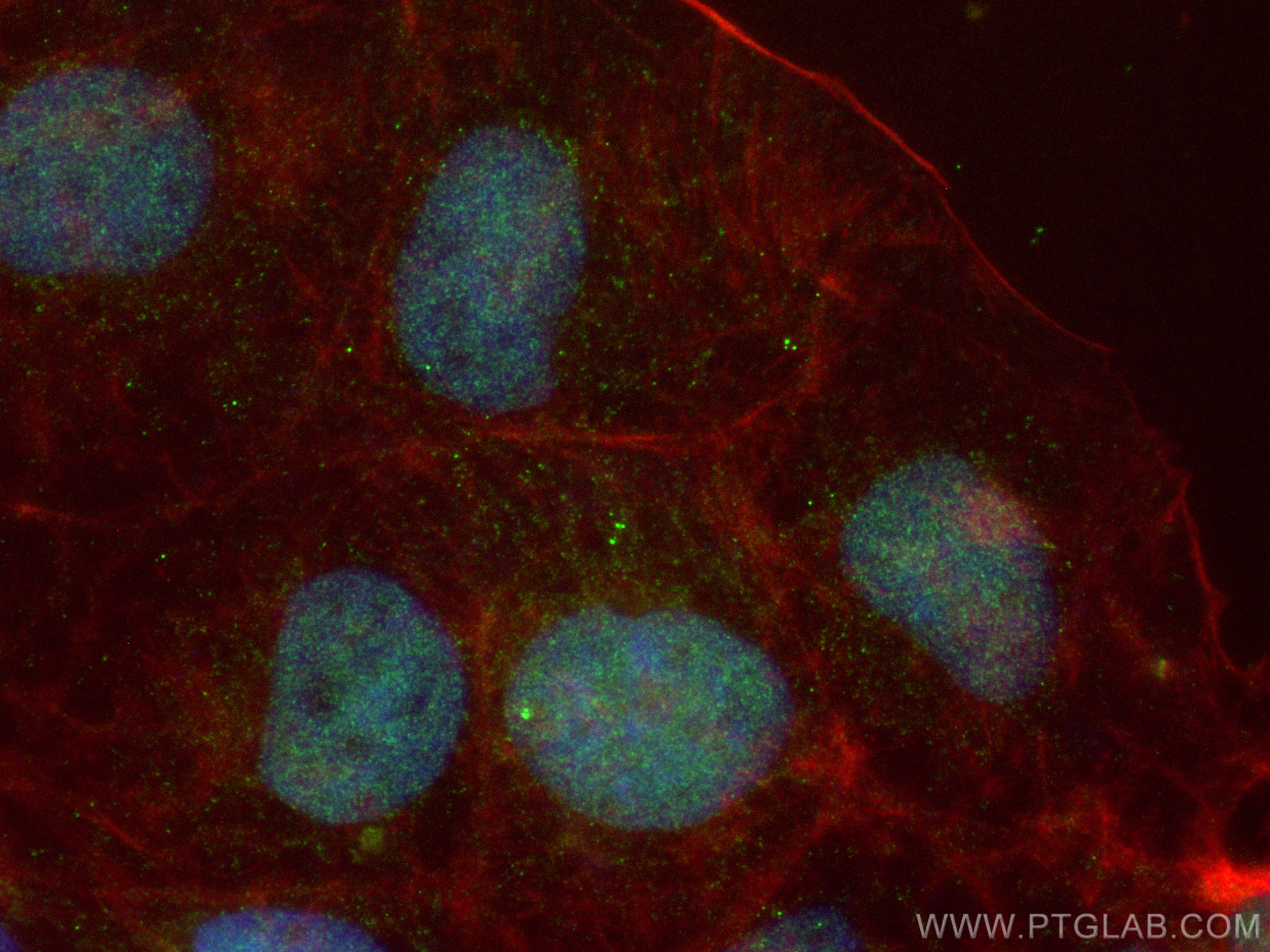 Immunofluorescence (IF) / fluorescent staining of Caco-2 cells using CoraLite® Plus 488-conjugated PMS1 Monoclonal anti (CL488-68413)