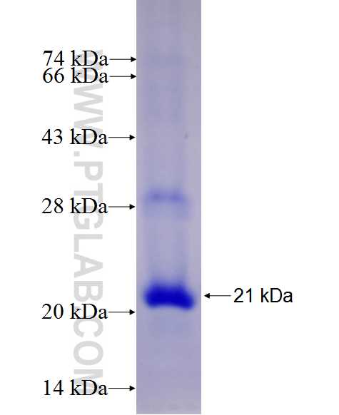 PMS1 fusion protein Ag27066 SDS-PAGE