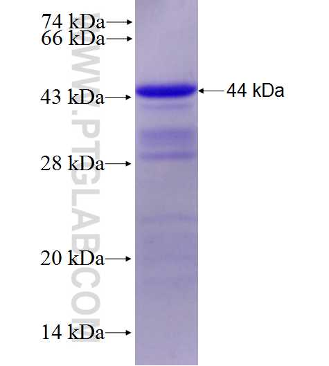 PNLIP fusion protein Ag27928 SDS-PAGE