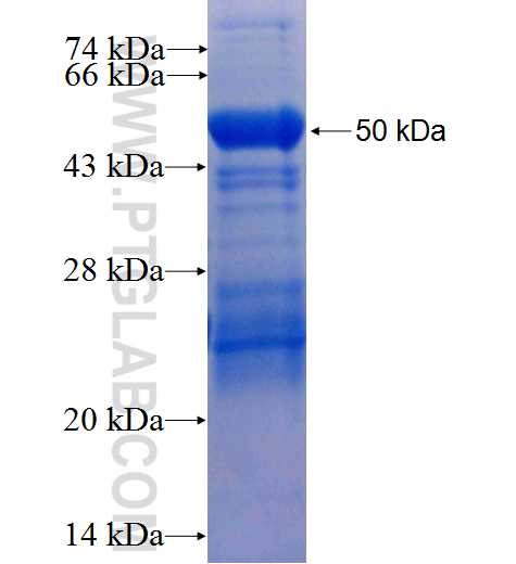 PNLIPRP1 fusion protein Ag26341 SDS-PAGE