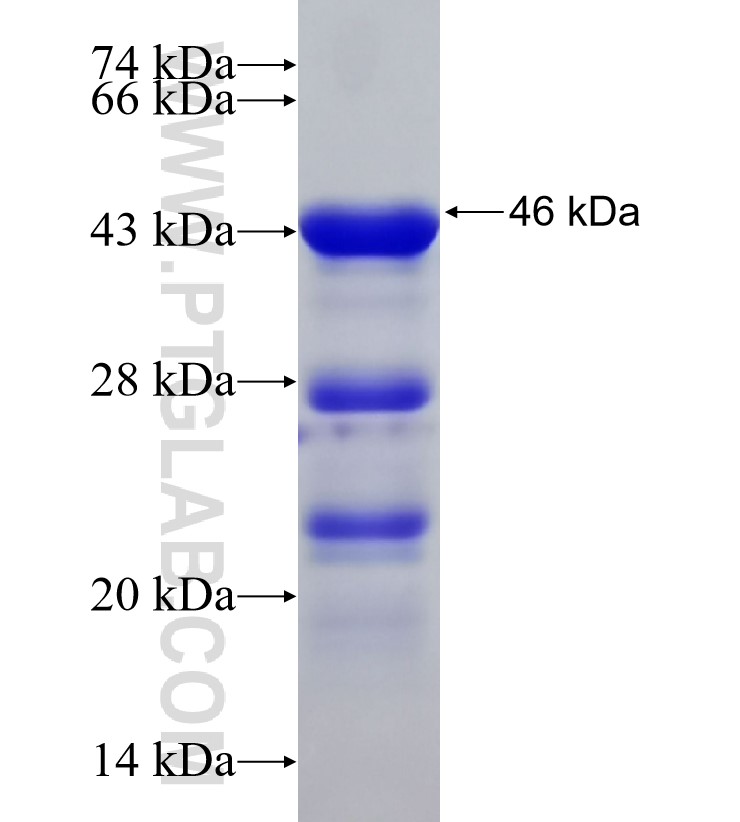 PNMA1 fusion protein Ag33143 SDS-PAGE
