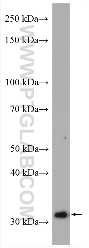 Western Blot (WB) analysis of K-562 cells using PNMT Polyclonal antibody (13217-1-AP)