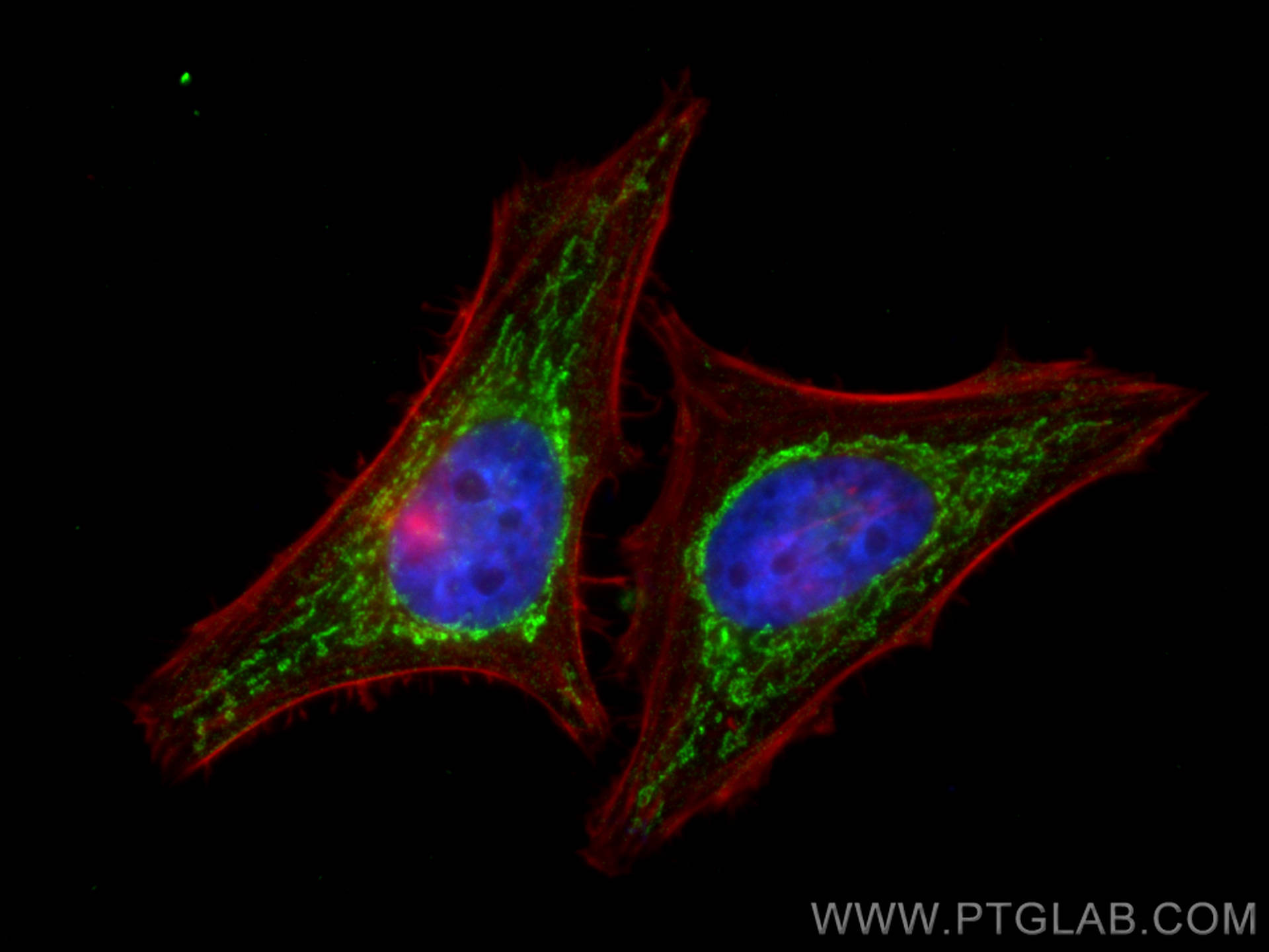 Immunofluorescence (IF) / fluorescent staining of HeLa cells using PNPT1 Monoclonal antibody (68309-1-Ig)