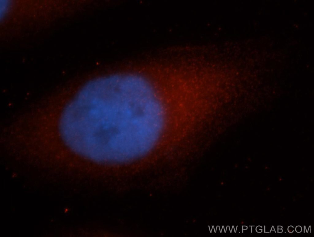 Immunofluorescence (IF) / fluorescent staining of MCF-7 cells using PNRC2 Polyclonal antibody (51050-1-AP)