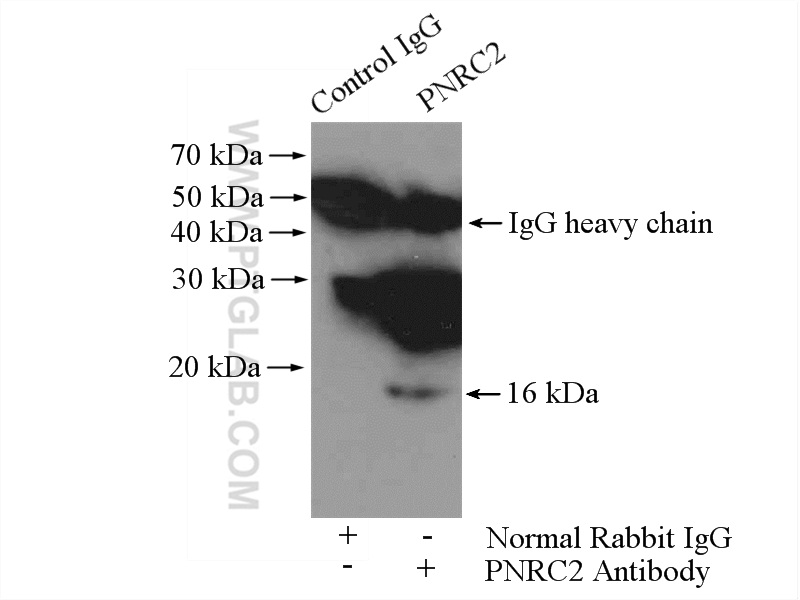 Immunoprecipitation (IP) experiment of mouse lung tissue using PNRC2 Polyclonal antibody (51050-1-AP)