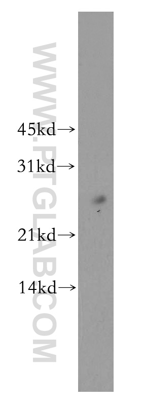 Western Blot (WB) analysis of mouse lung tissue using PNRC2 Polyclonal antibody (51050-1-AP)