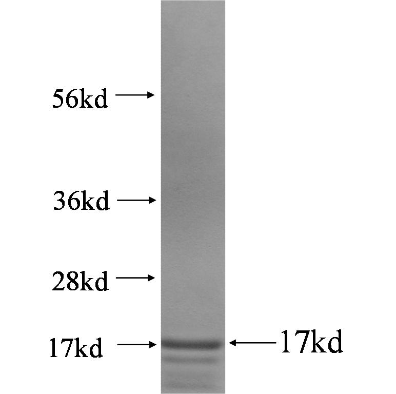 PNRC2 fusion protein Ag0442 SDS-PAGE