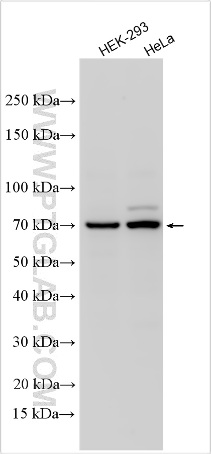 Western Blot (WB) analysis of various lysates using PODXL2 Polyclonal antibody (16383-1-AP)