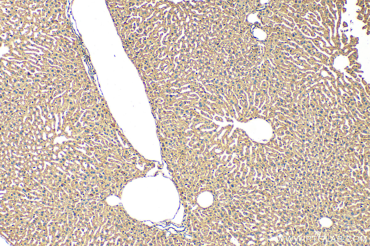 Immunohistochemistry (IHC) staining of mouse liver tissue using POFUT1 Polyclonal antibody (14929-1-AP)