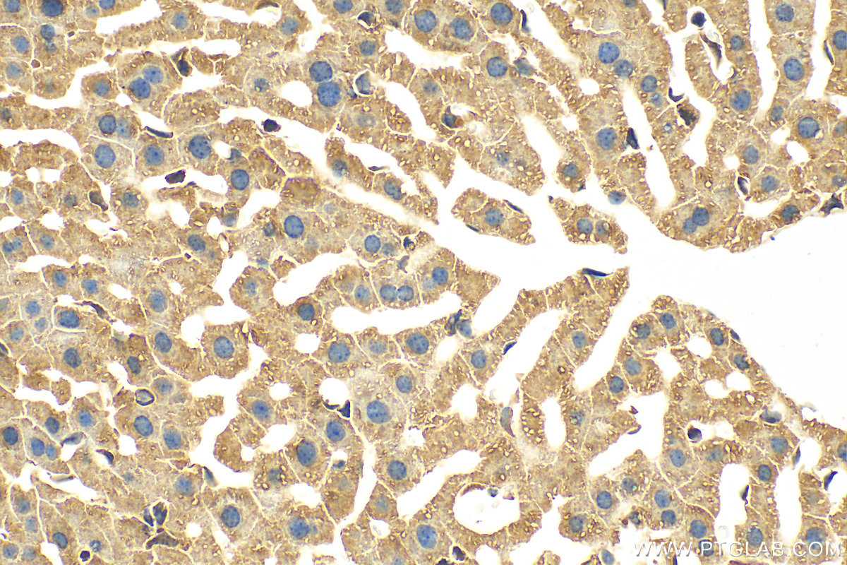 Immunohistochemistry (IHC) staining of mouse liver tissue using POFUT1 Polyclonal antibody (14929-1-AP)