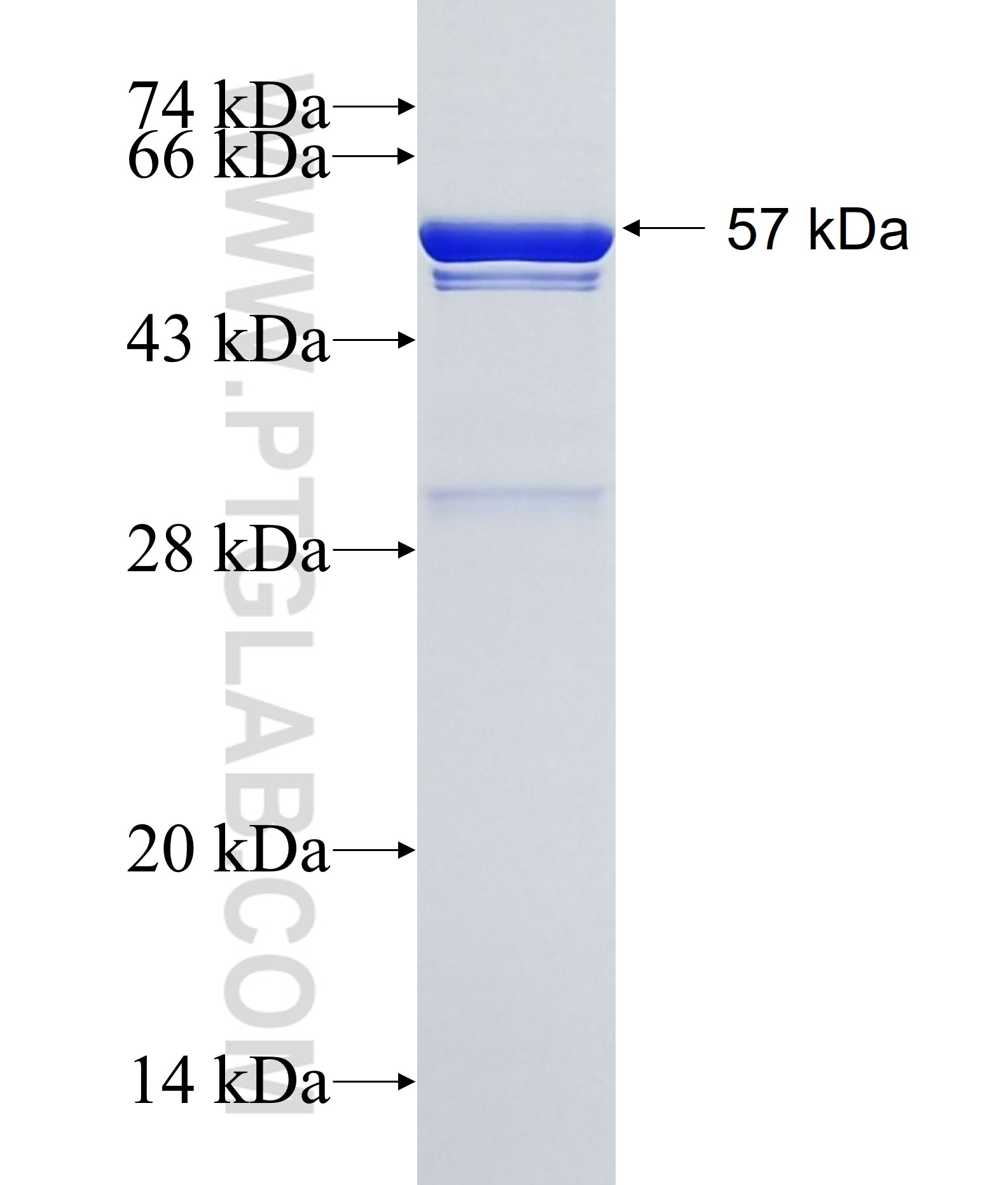 POLA1 fusion protein Ag35191 SDS-PAGE