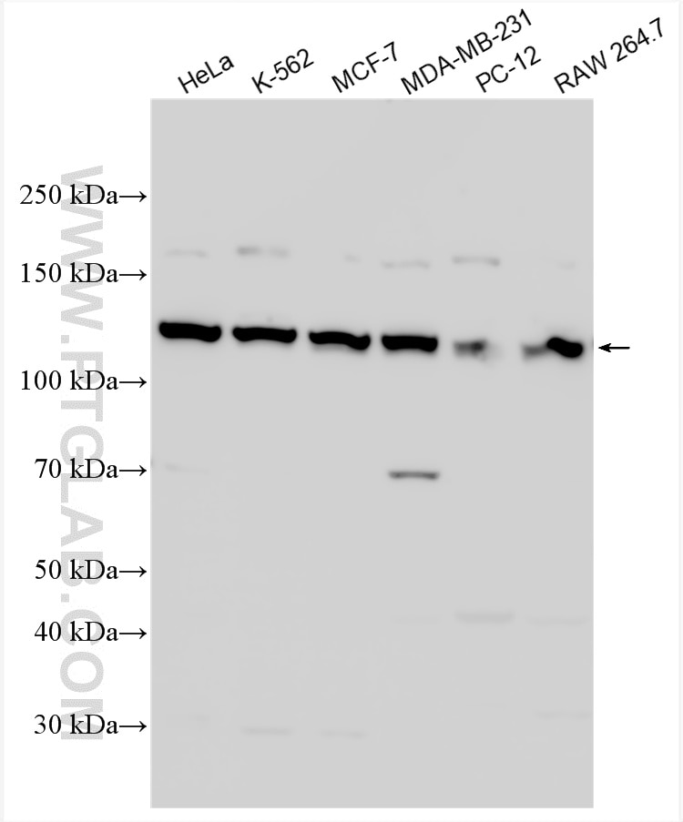 Western Blot (WB) analysis of various lysates using POLD1 Polyclonal antibody (15646-1-AP)