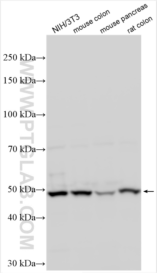 Western Blot (WB) analysis of various lysates using POLD2 Polyclonal antibody (29765-1-AP)