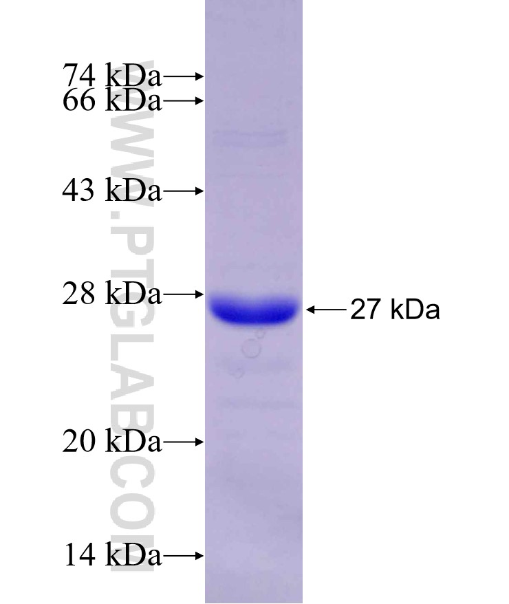 POLD2 fusion protein Ag29866 SDS-PAGE