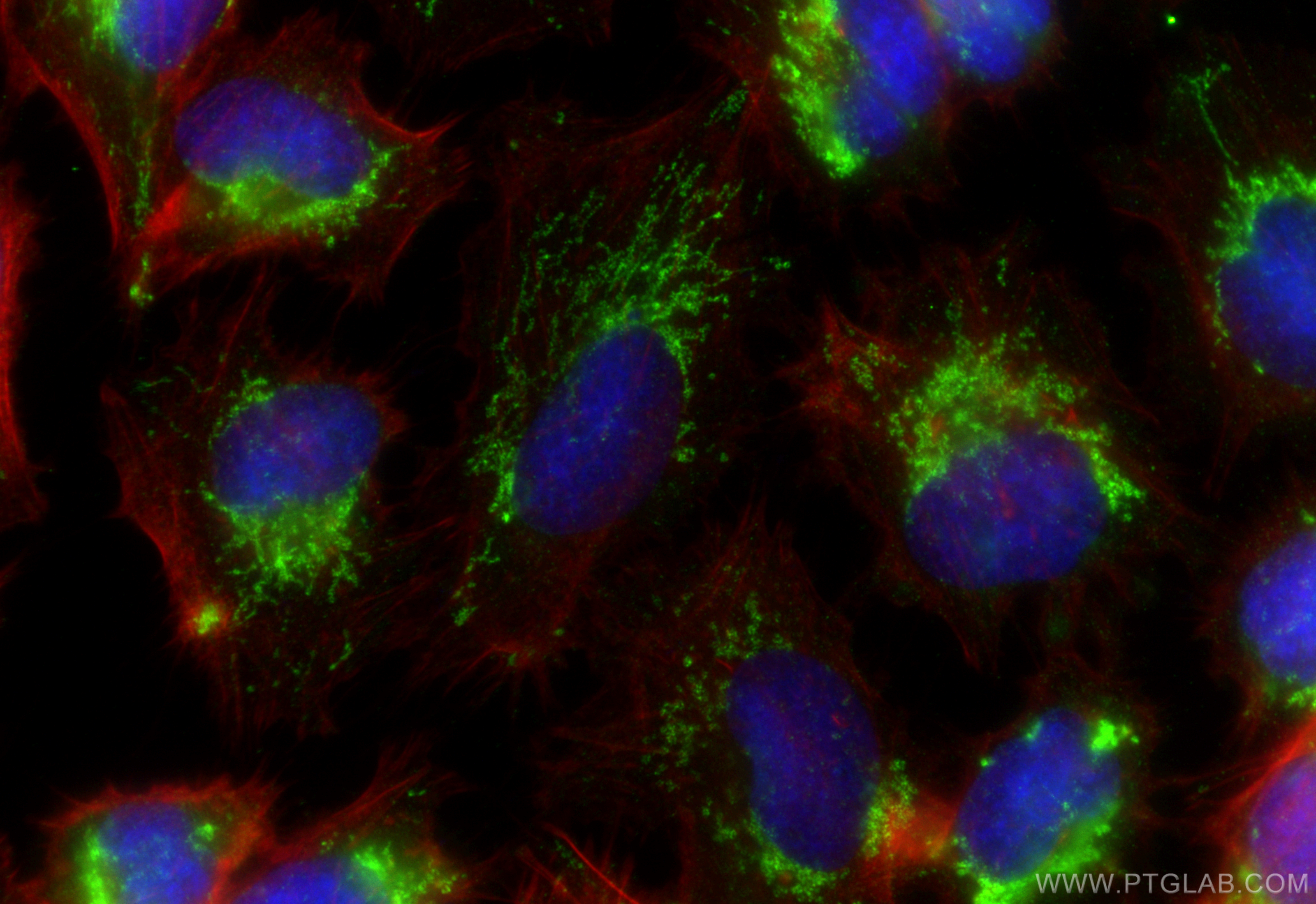 Immunofluorescence (IF) / fluorescent staining of U-251 cells using POLG2 Polyclonal antibody (10997-2-AP)