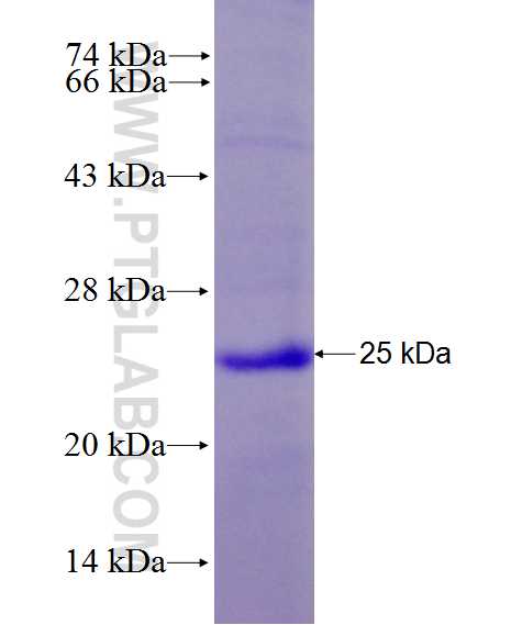 POLH fusion protein Ag27984 SDS-PAGE