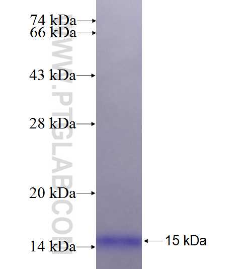 POLN fusion protein Ag26291 SDS-PAGE