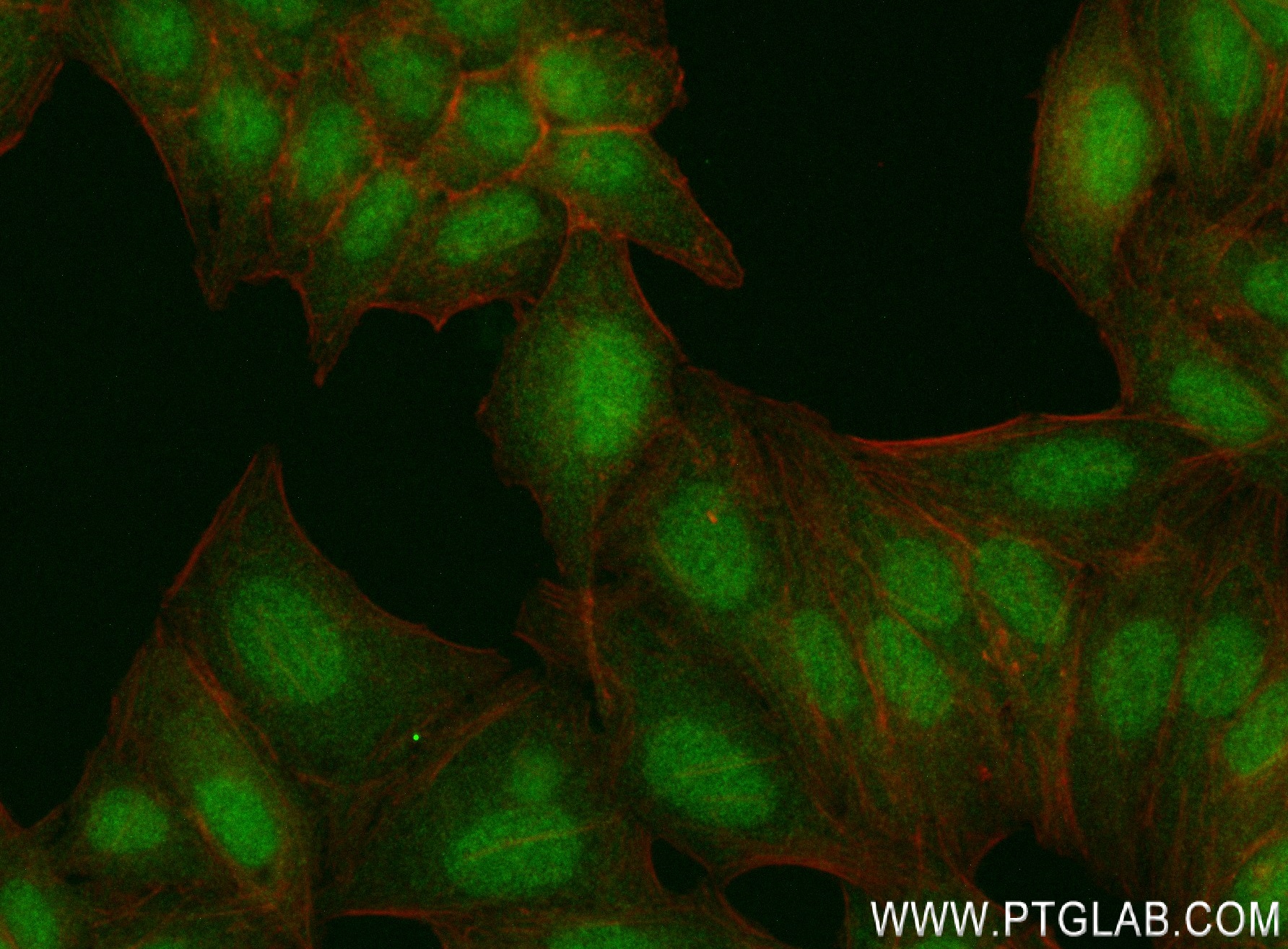 Immunofluorescence (IF) / fluorescent staining of HepG2 cells using POLR2A Recombinant antibody (84357-1-RR)