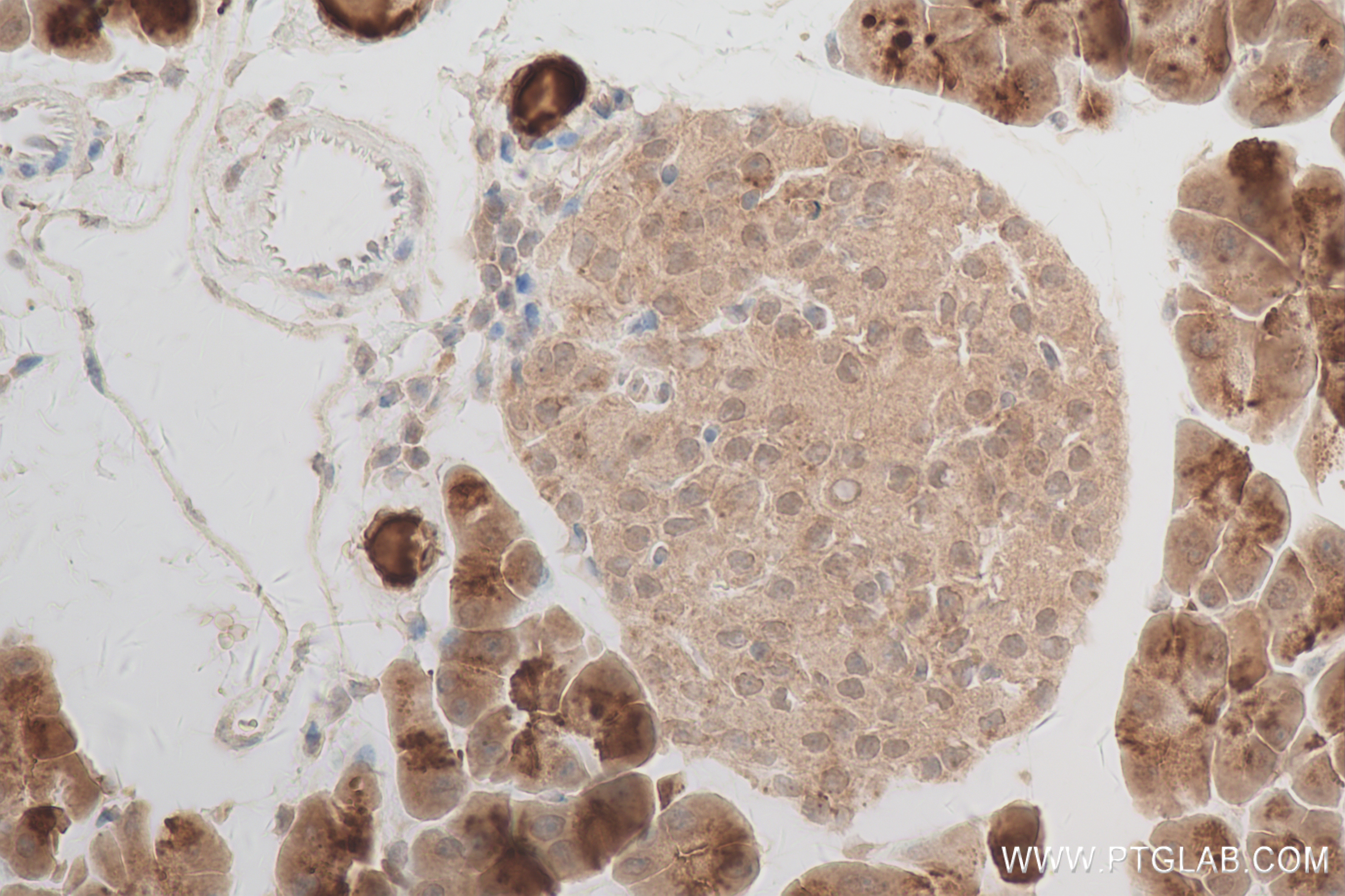 Immunohistochemistry (IHC) staining of mouse pancreas tissue using POLR2A Recombinant antibody (84357-1-RR)