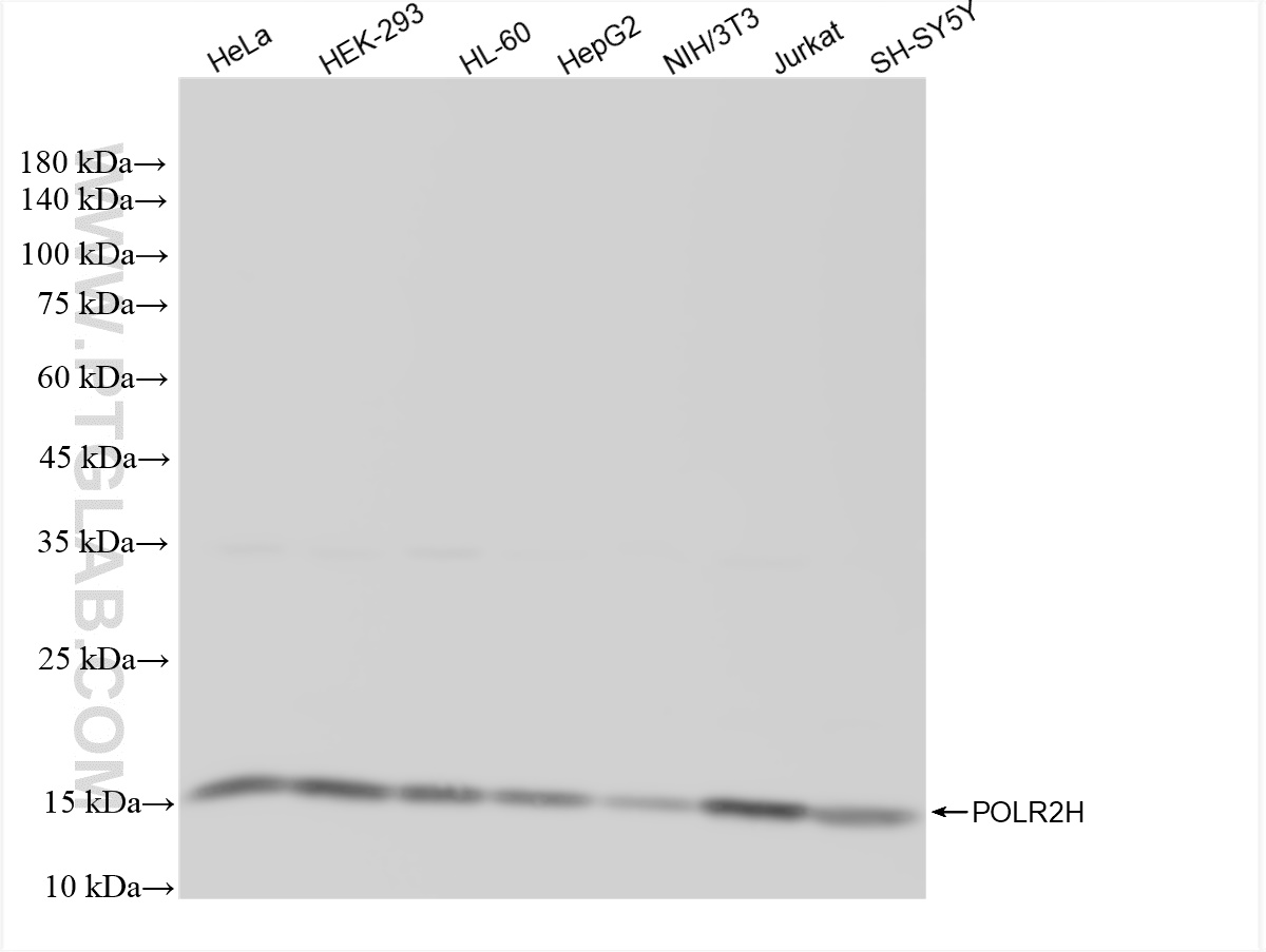 Western Blot (WB) analysis of various lysates using POLR2H Recombinant antibody (83439-1-RR)