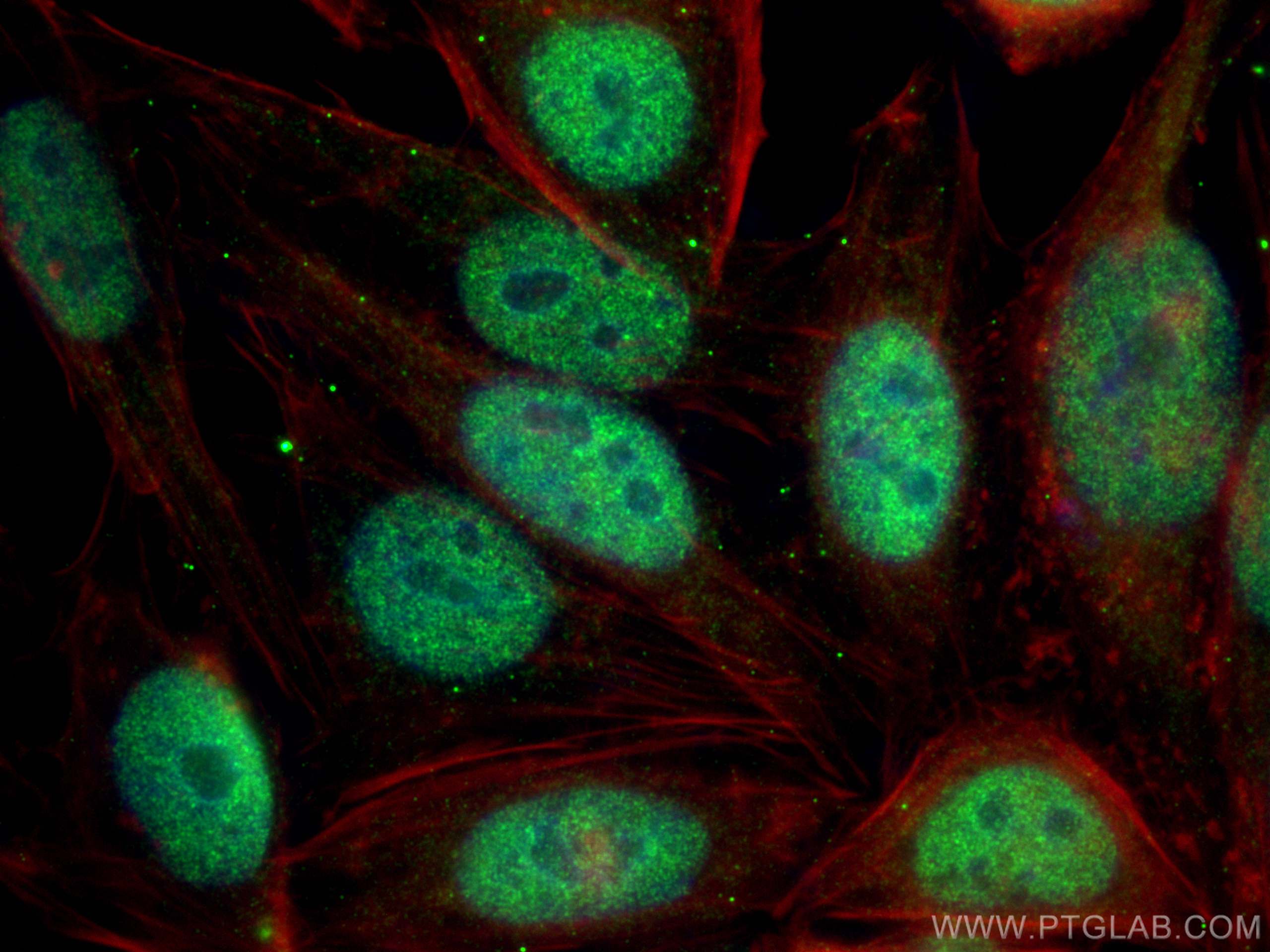 Immunofluorescence (IF) / fluorescent staining of HepG2 cells using POLR2I Polyclonal antibody (17270-1-AP)