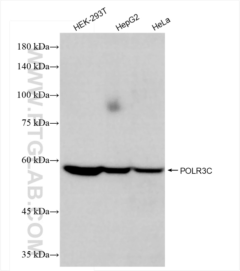 Western Blot (WB) analysis of various lysates using POLR3C Recombinant antibody (84367-6-RR)