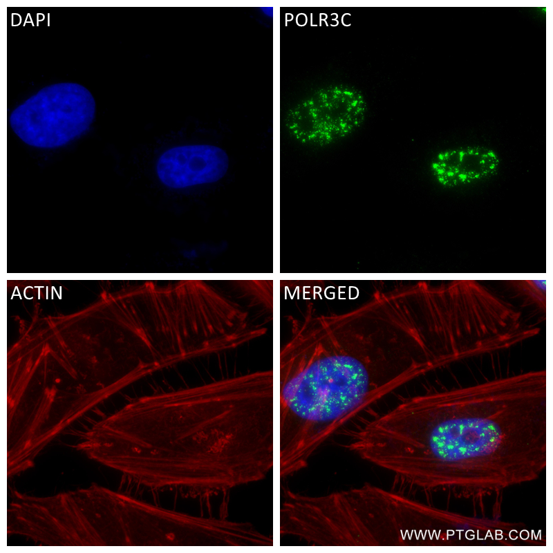 Immunofluorescence (IF) / fluorescent staining of HeLa cells using POLR3C Recombinant antibody (84367-7-RR)