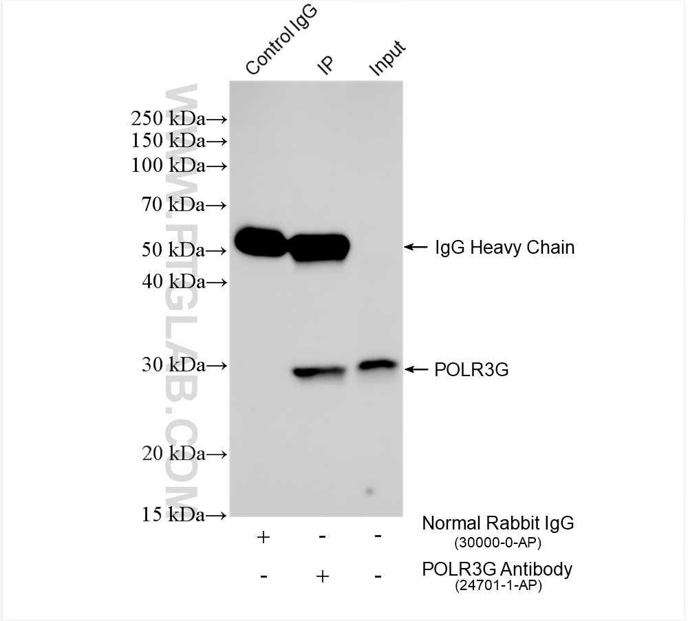 Immunoprecipitation (IP) experiment of HeLa cells using POLR3G Polyclonal antibody (24701-1-AP)