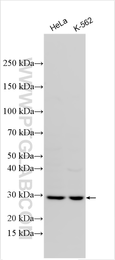 Western Blot (WB) analysis of various lysates using POLR3G Polyclonal antibody (24701-1-AP)