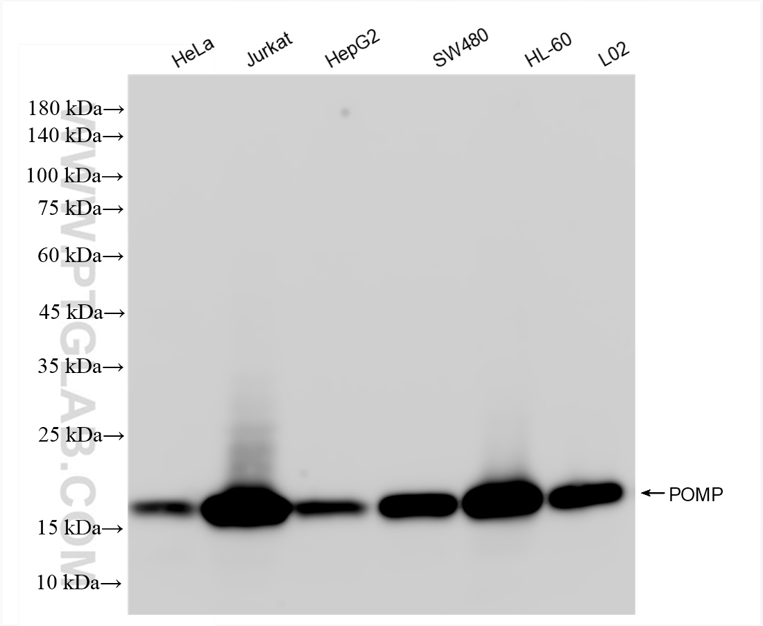 Western Blot (WB) analysis of various lysates using POMP Recombinant antibody (83607-6-RR)