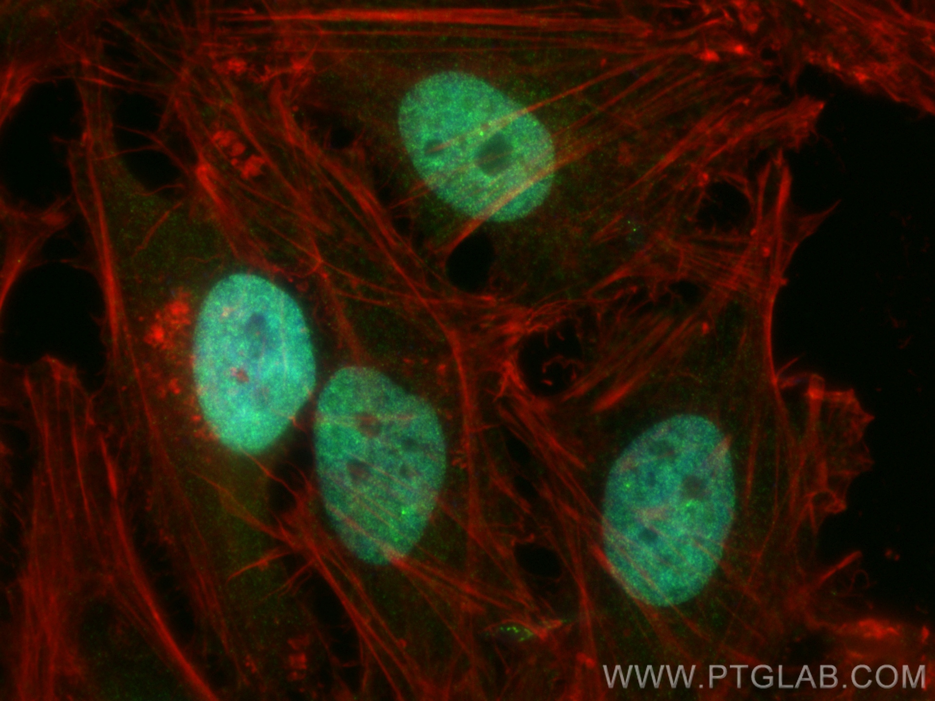 Immunofluorescence (IF) / fluorescent staining of HeLa cells using OCT1 Polyclonal antibody (10387-1-AP)