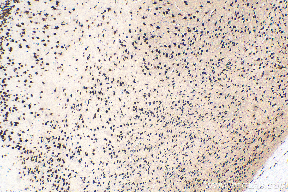 Immunohistochemistry (IHC) staining of mouse brain tissue using POU4F3 Recombinant antibody (82980-1-RR)