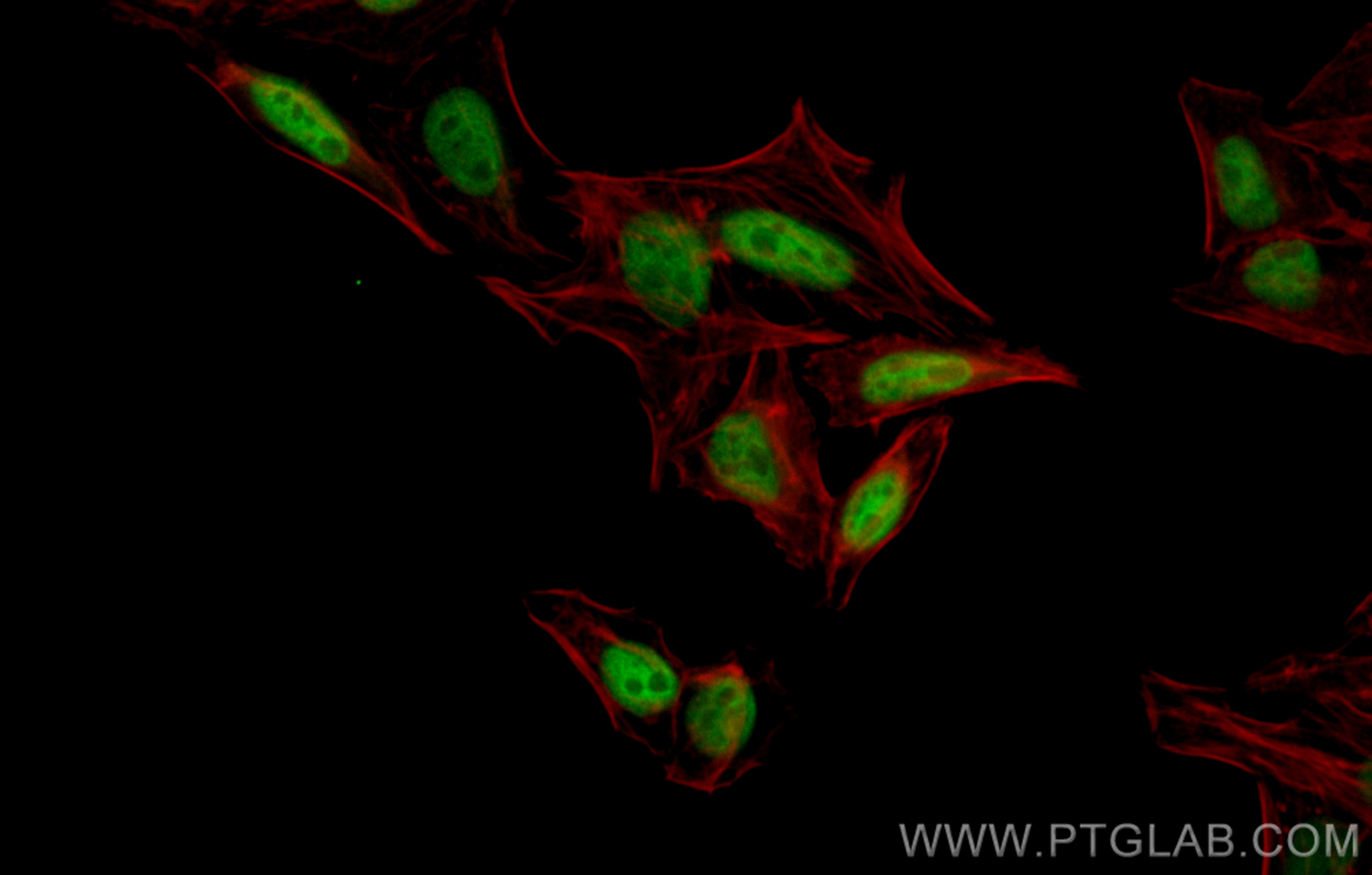 Immunofluorescence (IF) / fluorescent staining of HepG2 cells using CoraLite® Plus 488-conjugated POU4F3 Recombinant a (CL488-82980)