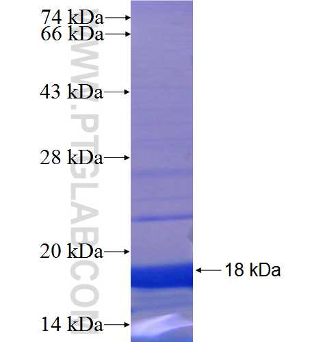 POU5F2 fusion protein Ag23815 SDS-PAGE