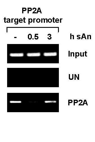 PP2A antibody (pAb) tested by ChIP analysis. Chromatin IP performed using Swiss 3T3 Chromatin (approximately 5 million cells treated with anisomycin and fixed at 0.5 and 3 hours) using 2.5 ul of PP2A antibody or the equivalent amount of IgG as a negative control.