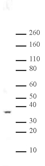 PP2A pAb tested by Western blot. Nuclear extract of HeLa cells was probed with PP2A pAb (1:1,000 dilution).