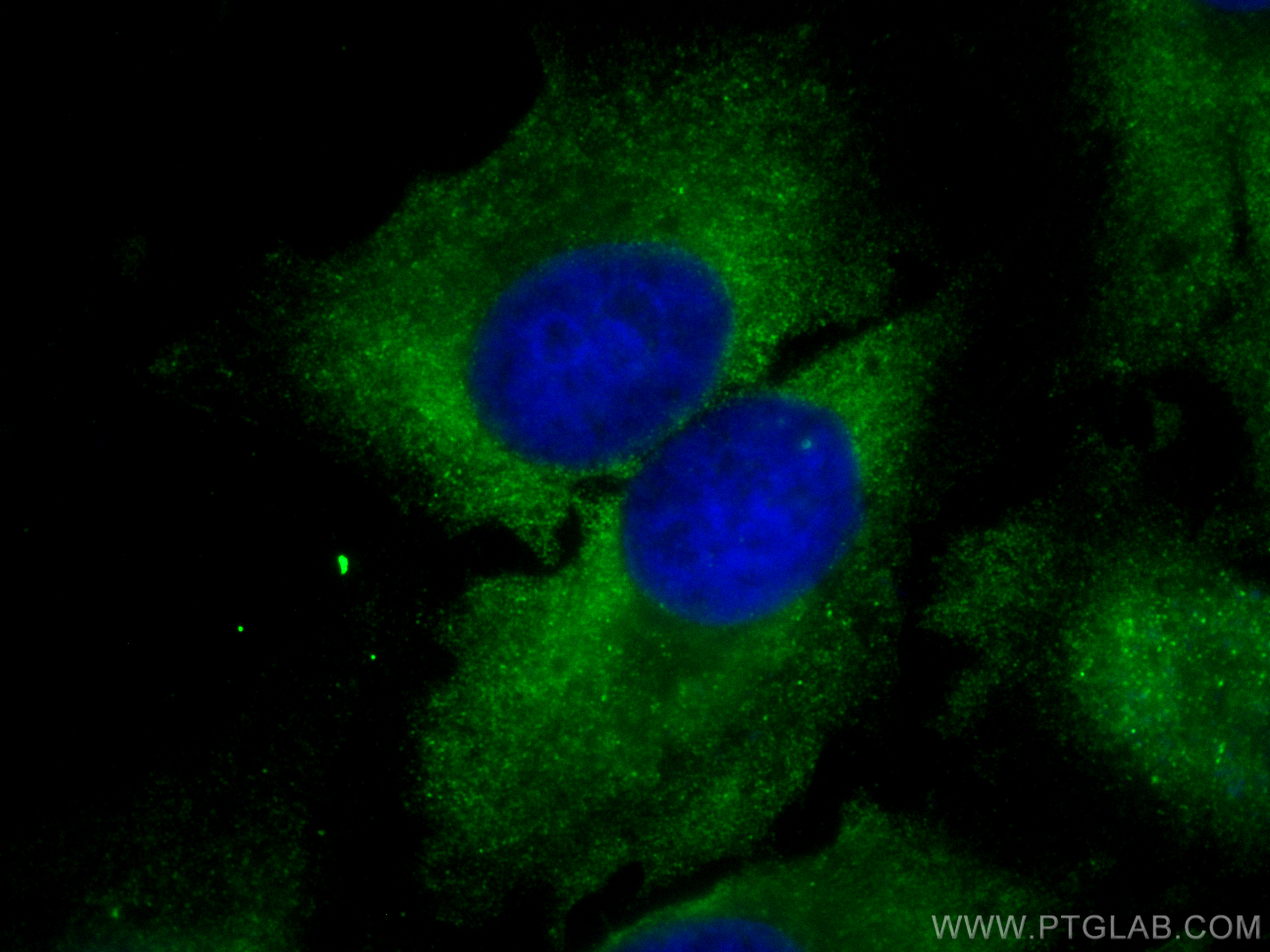 Immunofluorescence (IF) / fluorescent staining of HeLa cells using CoraLite® Plus 488-conjugated PPA1 Monoclonal anti (CL488-68178)