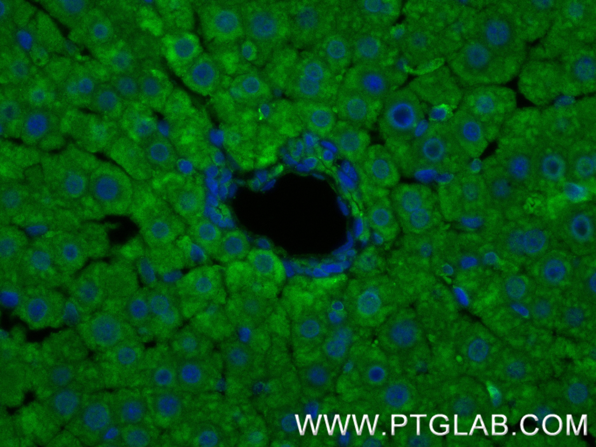 Immunofluorescence (IF) / fluorescent staining of rat liver tissue using PPAR Gamma Recombinant antibody (81490-5-RR)