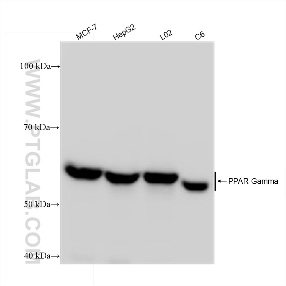 Western Blot (WB) analysis of various lysates using PPAR Gamma Recombinant antibody (81490-5-RR)
