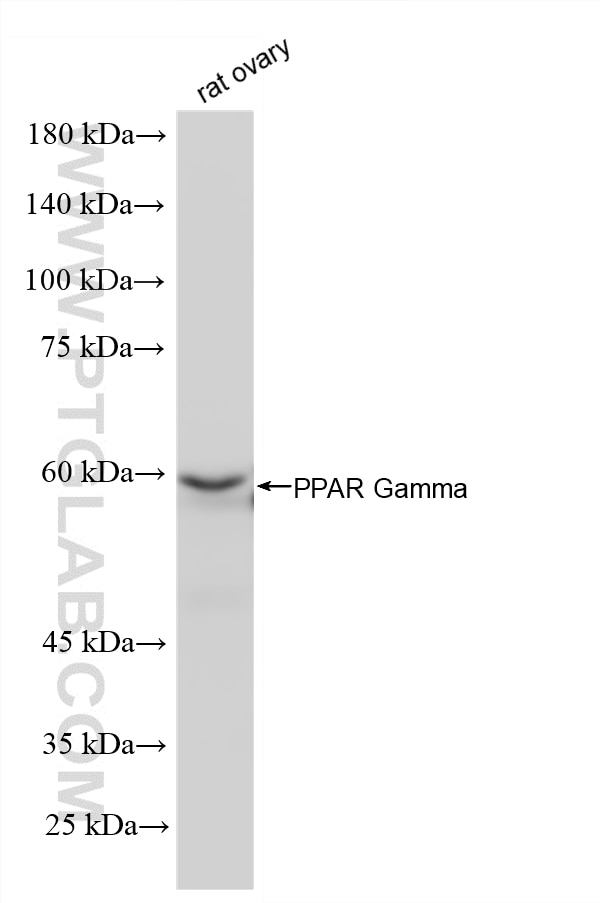 Western Blot (WB) analysis of rat ovary tissue using PPAR Gamma Recombinant monoclonal antibody (81490-5-RR)