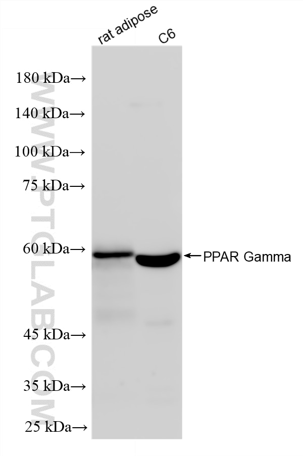 Western Blot (WB) analysis of various lysates using PPAR Gamma Recombinant monoclonal antibody (81490-5-RR)