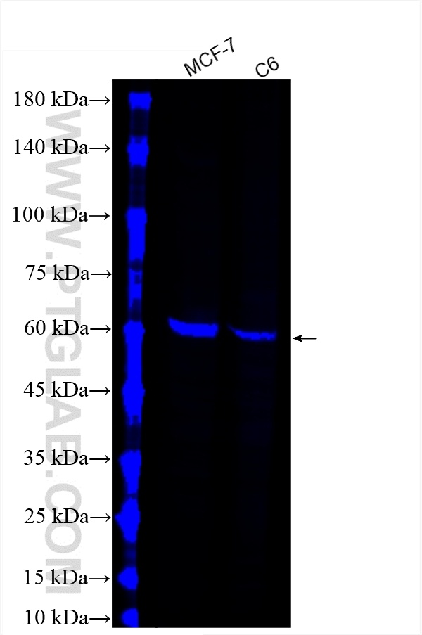 Western Blot (WB) analysis of various lysates using CoraLite® Plus 647-conjugated PPAR Gamma Recombina (CL647-81490-5)