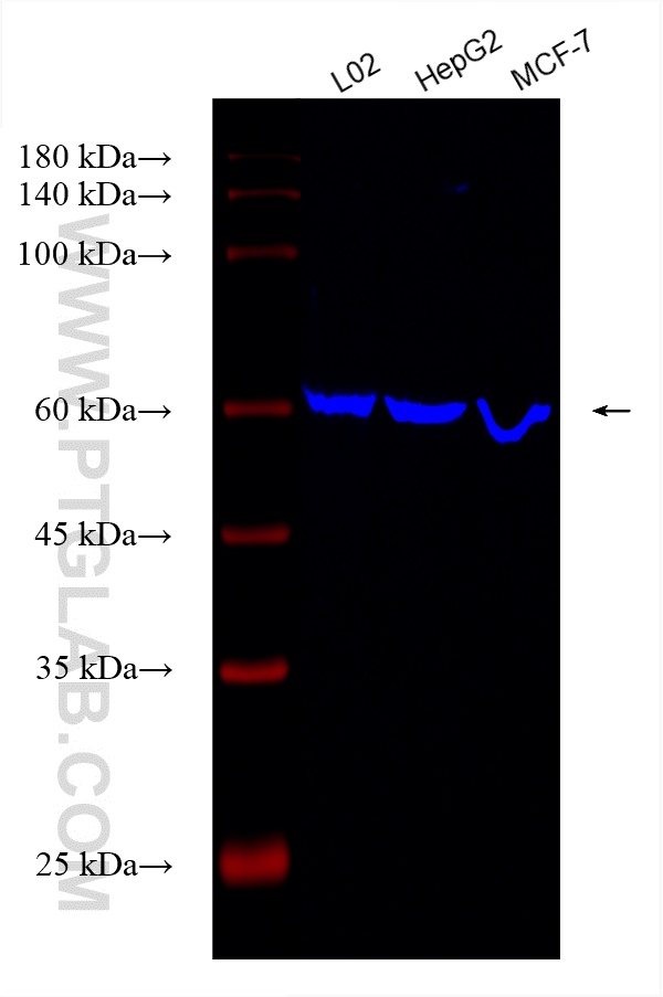 Western Blot (WB) analysis of various lysates using CoraLite® Plus 750-conjugated PPAR Gamma Recombina (CL750-81490-5)