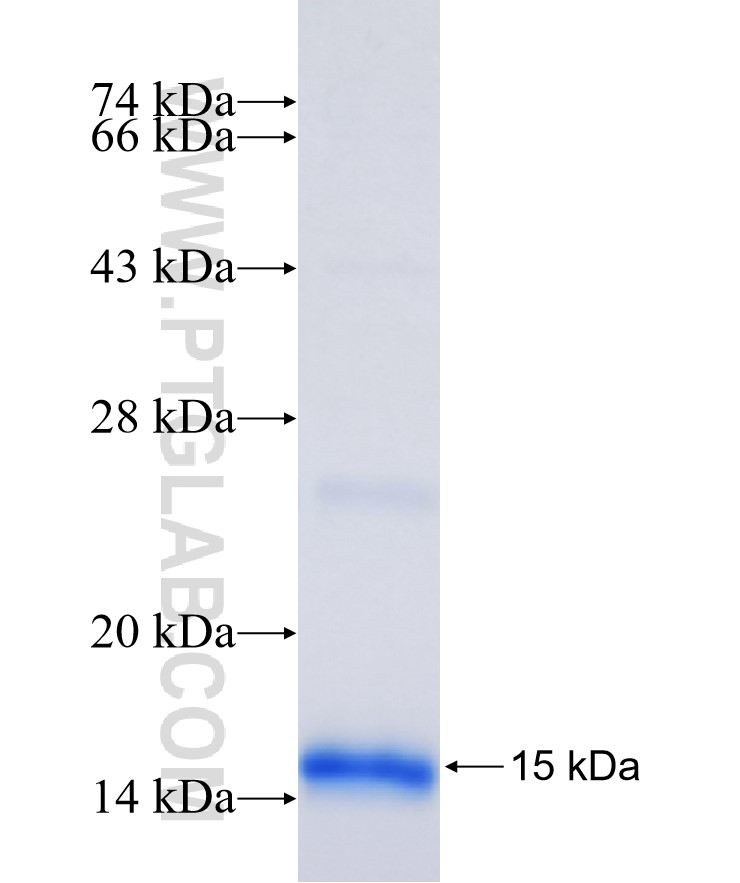 PPARA fusion protein Ag29544 SDS-PAGE