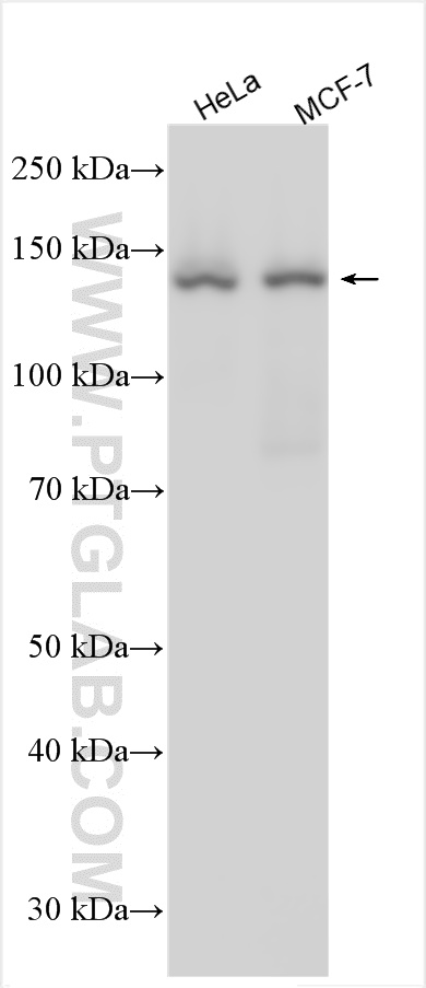 Western Blot (WB) analysis of various lysates using Liprin Alpha 1 Polyclonal antibody (14175-1-AP)