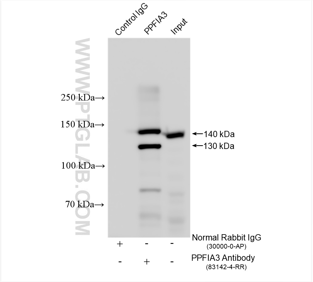 Immunoprecipitation (IP) experiment of mouse brain tissue using PPFIA3 Recombinant antibody (83142-4-RR)