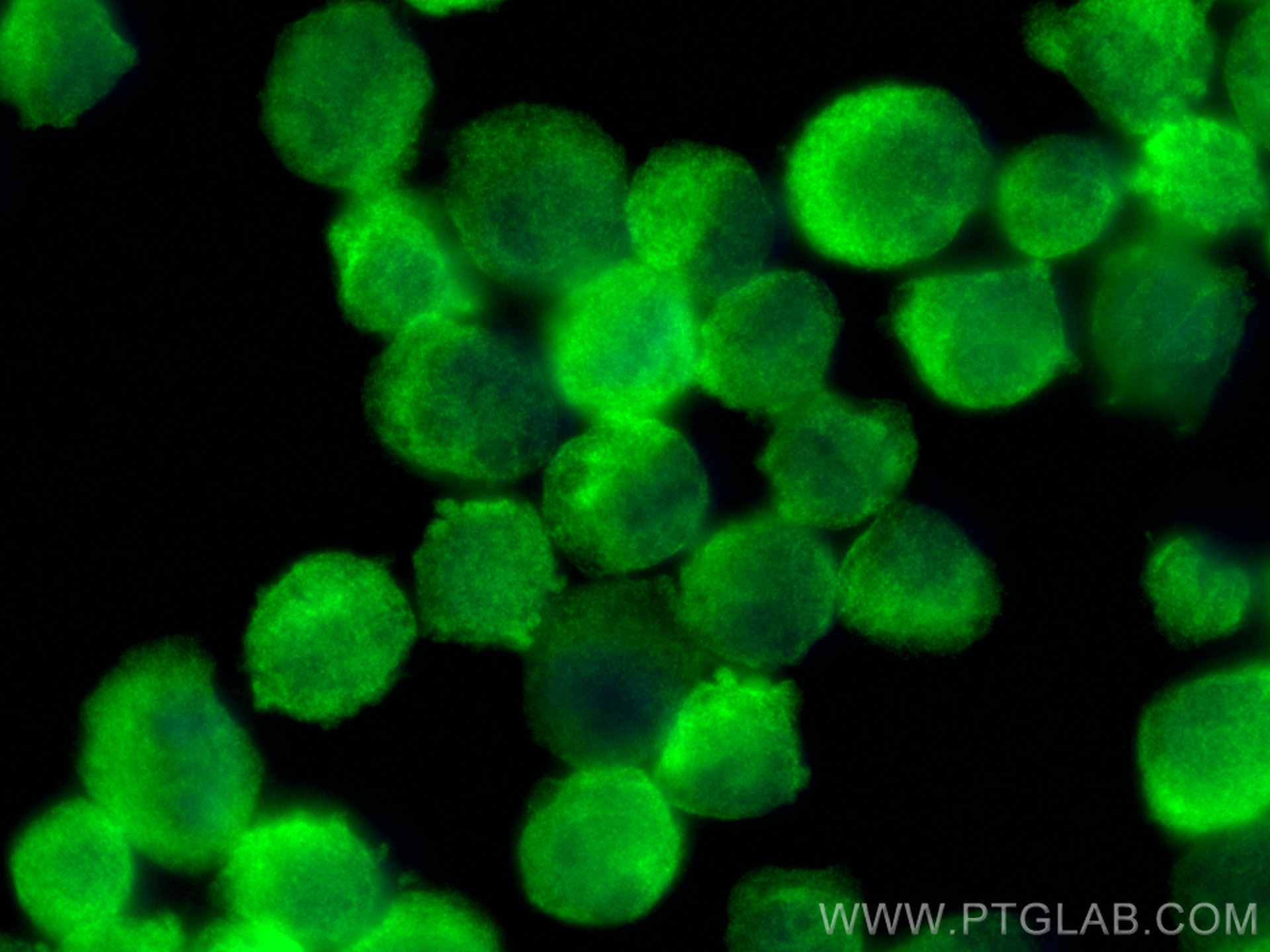 Immunofluorescence (IF) / fluorescent staining of K-562 cells using PPID Polyclonal antibody (12716-1-AP)