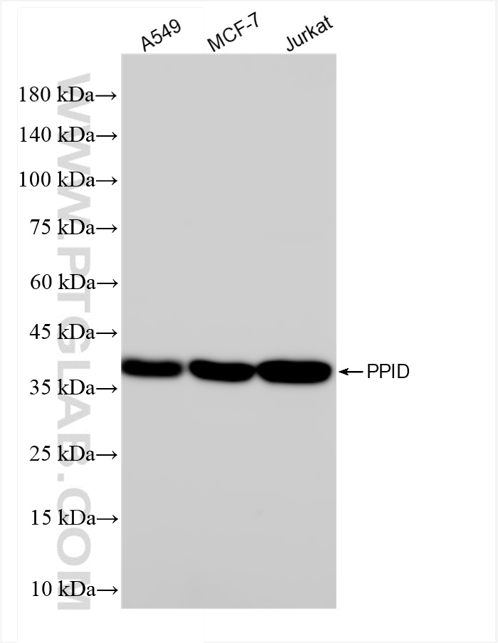 Western Blot (WB) analysis of various lysates using PPID Recombinant antibody (84115-1-RR)